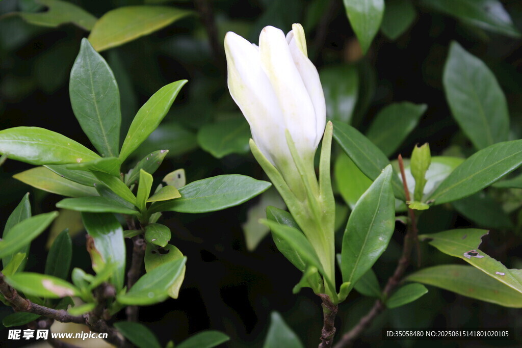 栀子花  