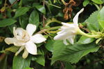 栀子花  