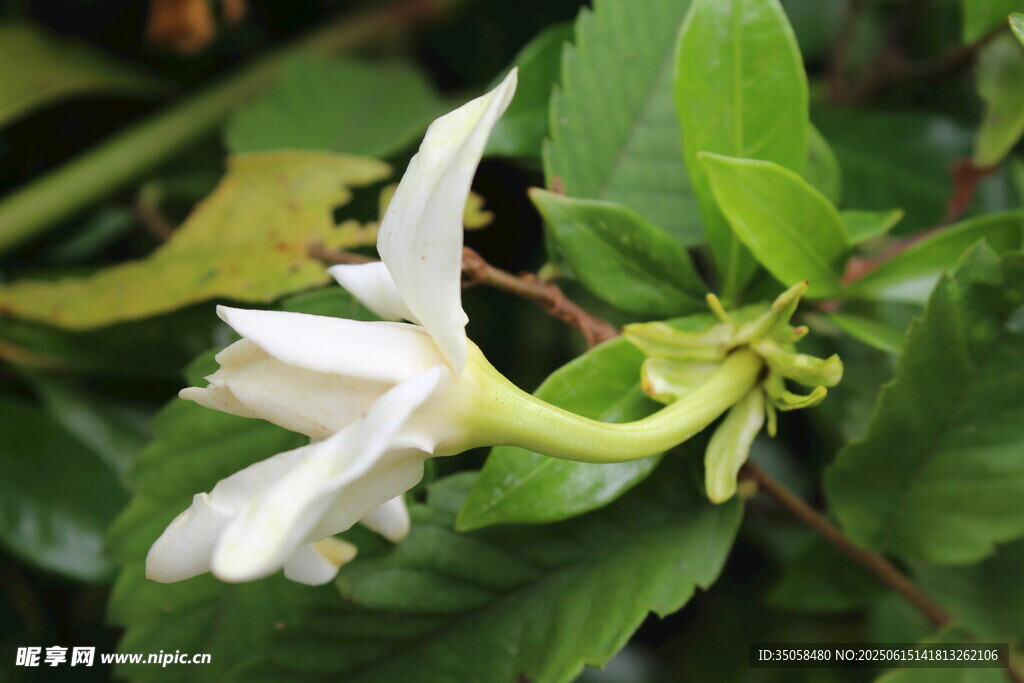 栀子花 