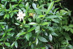 栀子花 
