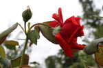 月季花  