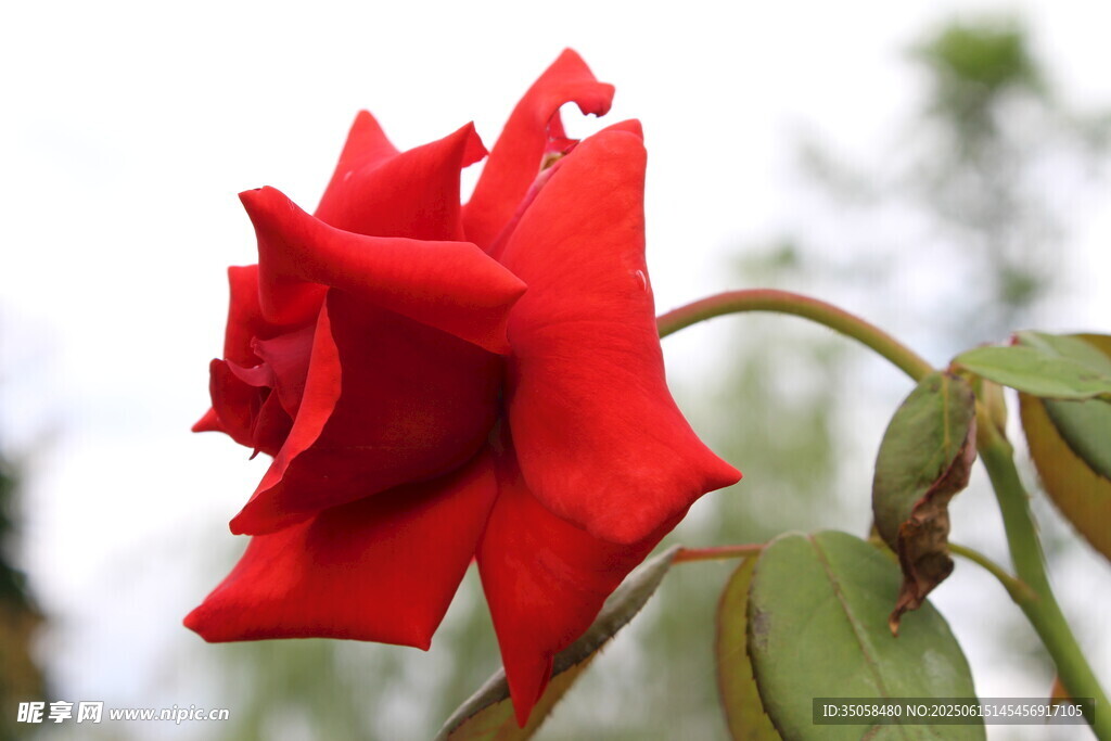 月季花 