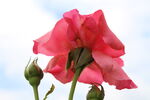 月季花  