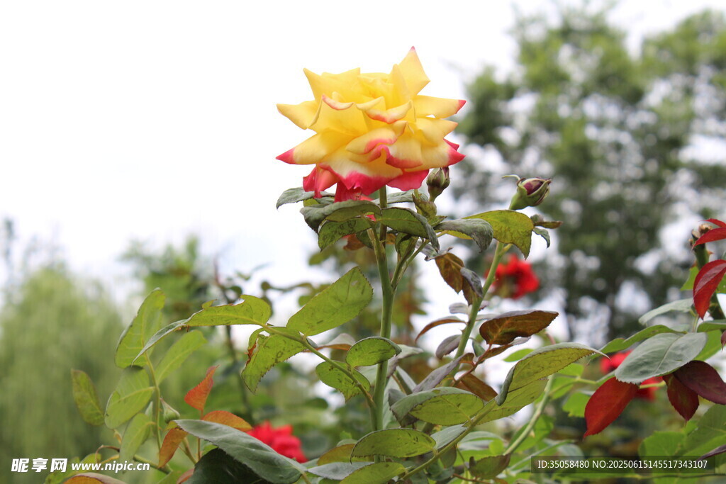 月季花  