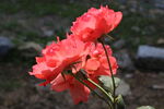月季花 