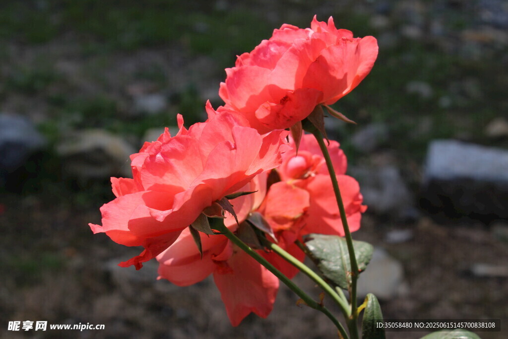月季花 