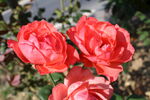 月季花  