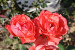 月季花 