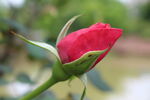 月季花 