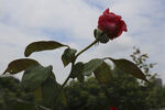 月季花 