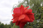 月季花 