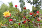 月季花 