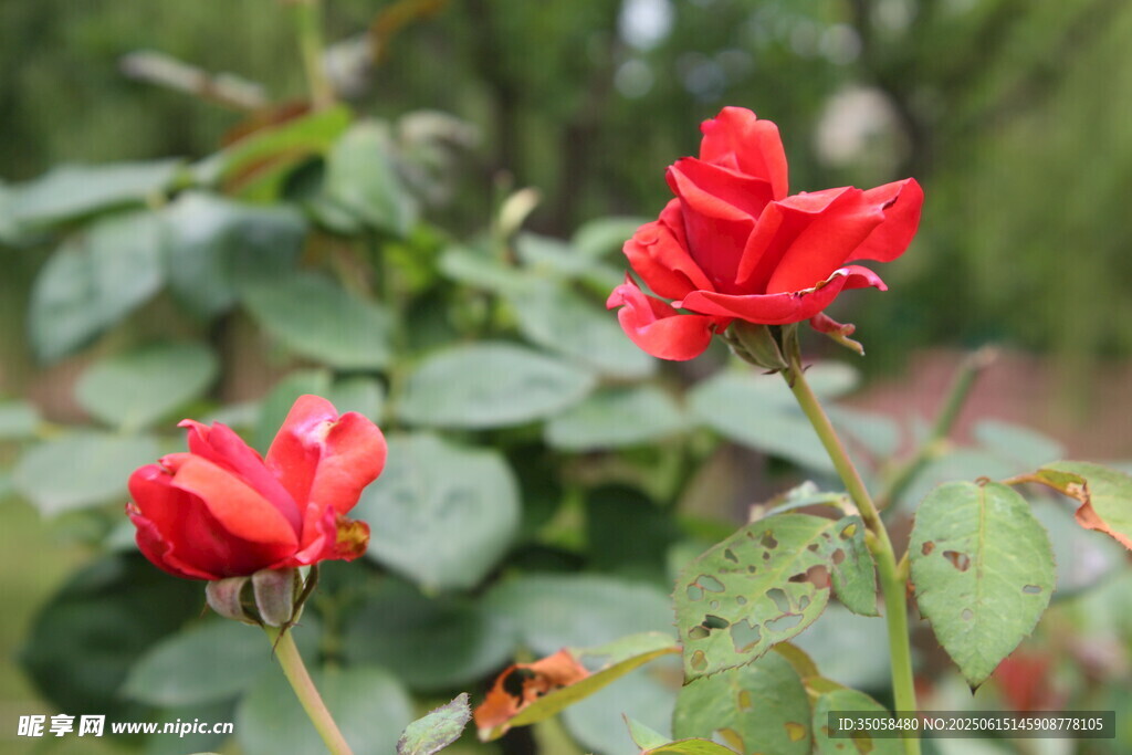 月季花 