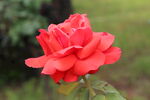 月季花  