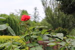 月季花  