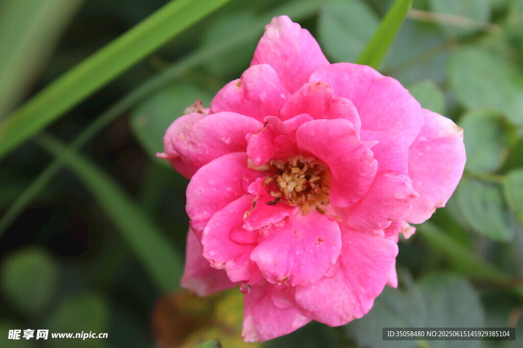 月季花 