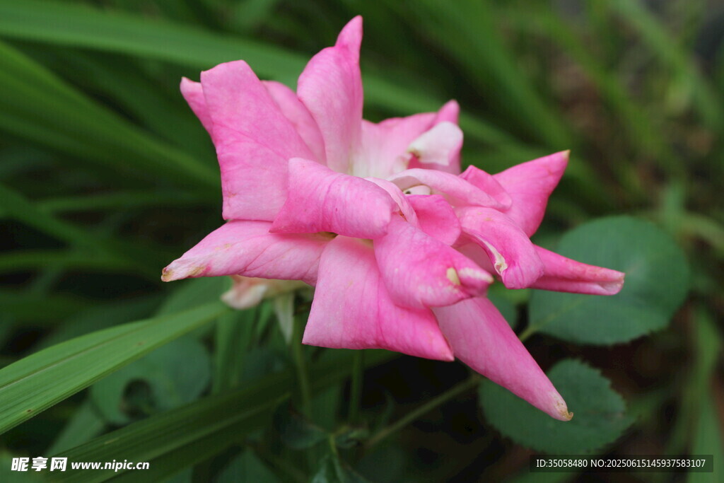 月季花  