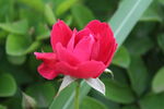 月季花 