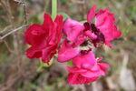 月季花 