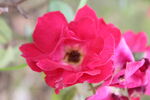 月季花 