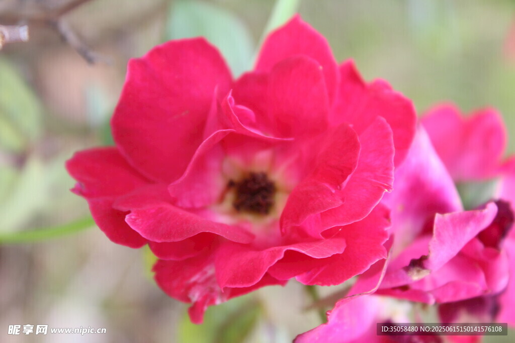 月季花 