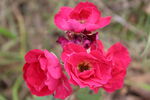 月季花  