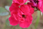 月季花  