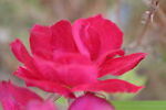 月季花 