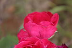 月季花  