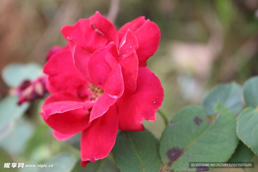 月季花 