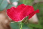 月季花  