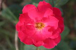 月季花  