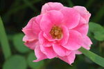 月季花 