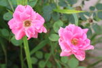 月季花  