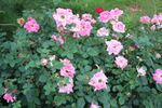 月季花  