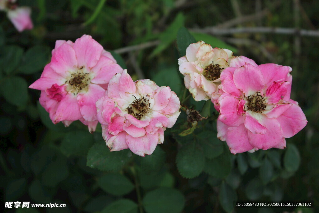 月季花  