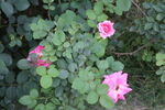 月季花  