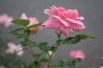 月季花 