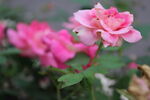 月季花  