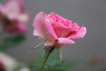 月季花  