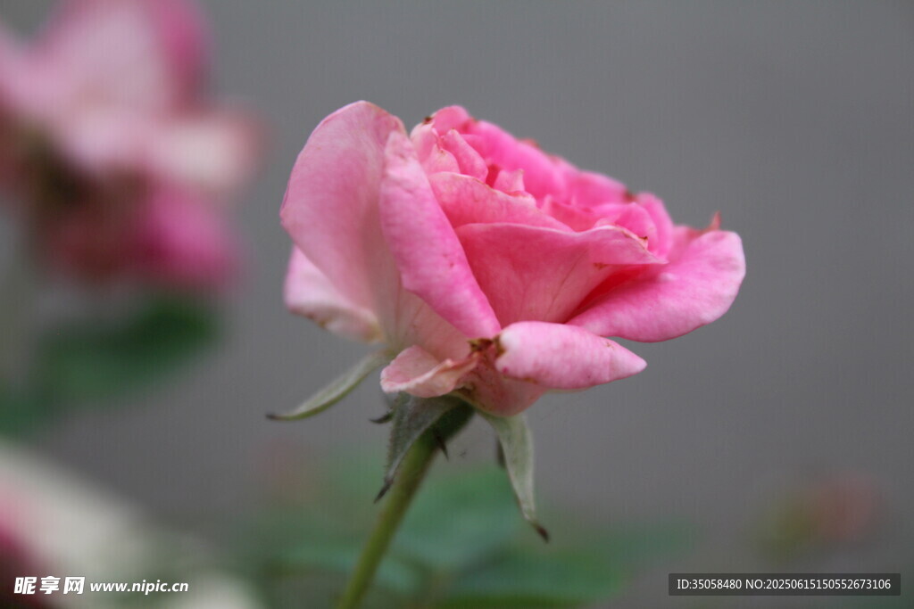 月季花  