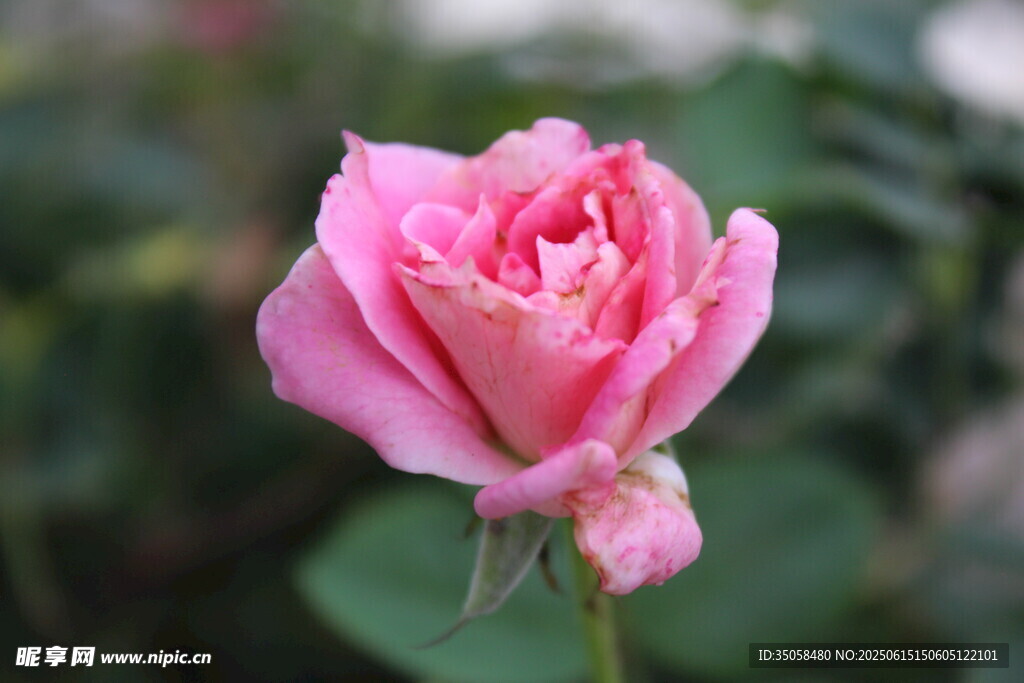 月季花  