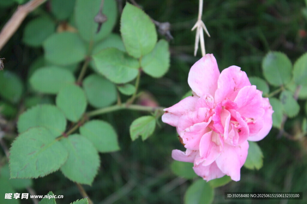 月季花  