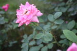 月季花  