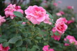 月季花 