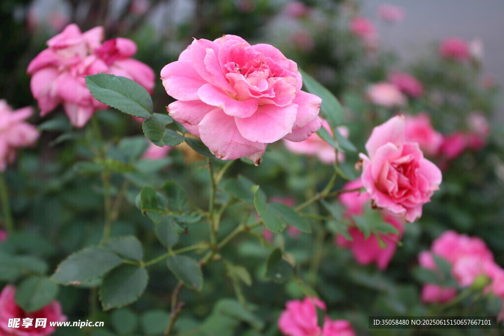 月季花 