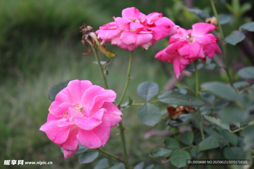 月季花 