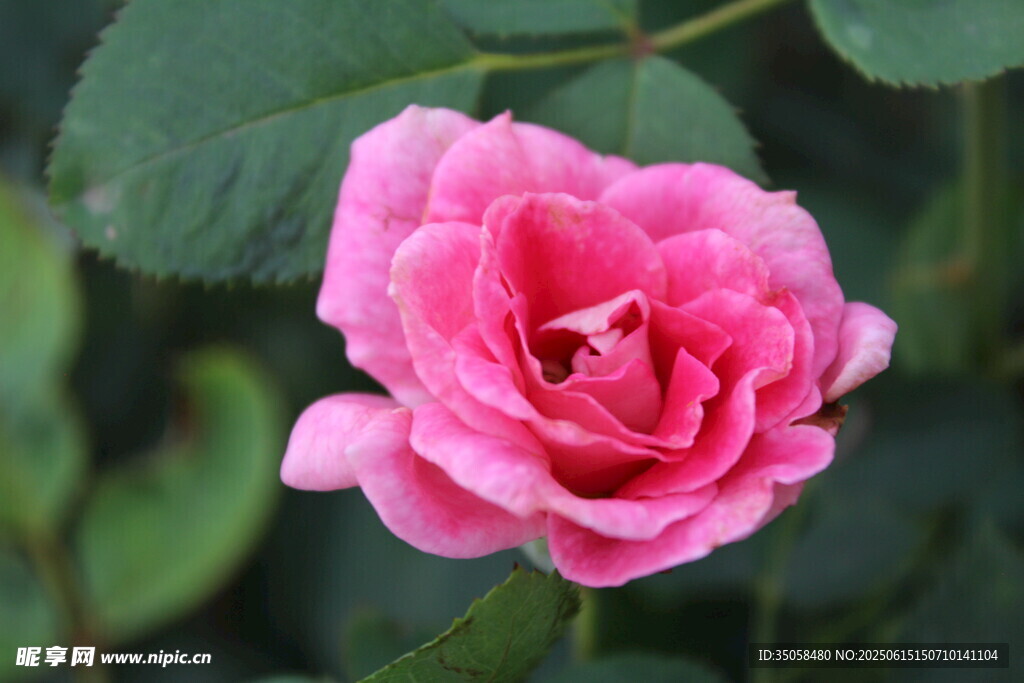 月季花  