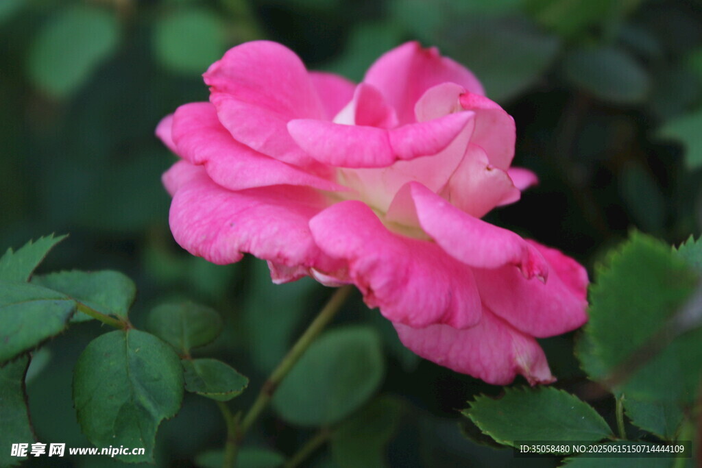 月季花 