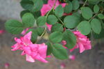 月季花 